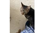 Adopt Buttons a Brown Tabby American Shorthair / Mixed (short coat) cat in
