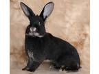 Adopt REY a Bunny Rabbit