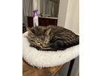 Adopt Olive a Brown Tabby Tabby / Mixed (short coat) cat in Tempe, AZ (41500137)