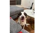 Adopt Chance a Tan/Yellow/Fawn - with White Border Collie / Mixed dog in