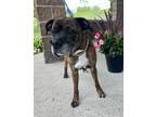 Adopt Buck a Boxer / Mixed dog in Cornwall, ON (41500101)