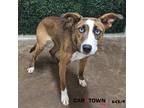 Adopt Flower a Basenji / Terrier (Unknown Type, Medium) / Mixed dog in
