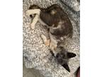 Adopt Winnie a Calico or Dilute Calico American Shorthair (short coat) cat in