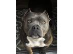Adopt Bahama Mama a Gray/Silver/Salt & Pepper - with White American Pit Bull