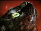 Adopt The Cat (TM) - (AKA. Bram) a Black (Mostly) Domestic Shorthair / Mixed