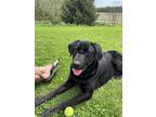 Adopt Rocky a Black Labrador Retriever / Mixed dog in Garrett, IN (41500088)