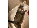 Adopt Foofee a Gray or Blue Tabby / Mixed (short coat) cat in Antioch