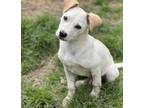 Adopt Mickey a Tan/Yellow/Fawn Labrador Retriever / Mixed dog in Foster Homes In