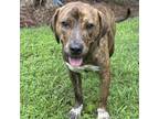 Adopt Nathan a Tricolor (Tan/Brown & Black & White) Mountain Cur / Mixed dog in