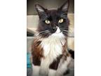 Adopt BEVERLY* a Domestic Long Hair