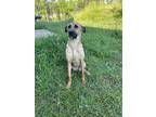Adopt Gaia a Tan/Yellow/Fawn German Shepherd Dog / Bloodhound / Mixed dog in