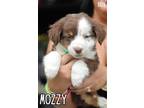 Adopt Mozzy a Tricolor (Tan/Brown & Black & White) Australian Cattle Dog /