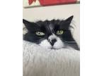 Adopt Nala a Black & White or Tuxedo Norwegian Forest Cat / Mixed (long coat)