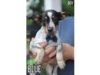 Adopt Blue a Tricolor (Tan/Brown & Black & White) Australian Cattle Dog /