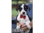 Adopt Cheddar a Tricolor (Tan/Brown & Black & White) Australian Shepherd /