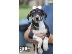 Adopt Emmy - Westport, MA a Tricolor (Tan/Brown & Black & White) Australian
