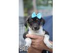 Adopt Brie - Westport, MA a Tricolor (Tan/Brown & Black & White) Australian