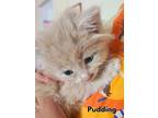 Adopt Pudding a Tan or Fawn Tabby Domestic Mediumhair (medium coat) cat in