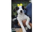 Adopt Colby - Westport, MA a Tricolor (Tan/Brown & Black & White) Australian