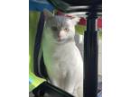Adopt Dash a White Domestic Shorthair / Mixed (short coat) cat in Skokie