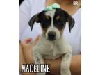 Adopt Madeline a Tricolor (Tan/Brown & Black & White) Blue Heeler / Australian