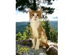 Adopt Tigger 30518 a Orange or Red Domestic Shorthair (short coat) cat in