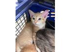 Adopt Friday 121980 a Orange or Red Domestic Shorthair (short coat) cat in
