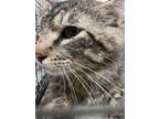 Adopt Julius 30408 a Domestic Mediumhair (short coat) cat in Joplin