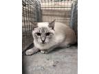 Adopt Octavian 30407 a Tan or Fawn Domestic Shorthair (short coat) cat in