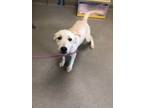 Adopt Lehlah 123639 a White Labrador Retriever dog in Joplin, MO (41499928)