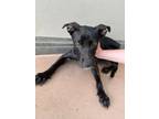 Adopt Saffron 30336 a Black Labrador Retriever dog in Joplin, MO (41499927)