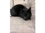 Adopt Spoopy 30296 a All Black Domestic Shorthair (short coat) cat in Joplin
