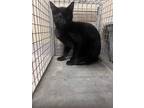 Adopt Booker 30272 a All Black Domestic Shorthair (short coat) cat in Joplin