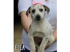 Adopt Ella - Westport, MA a Tricolor (Tan/Brown & Black & White) Blue Heeler /