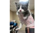 Adopt Piranha 30110 a Gray or Blue Domestic Shorthair (short coat) cat in