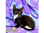 Adopt Snuggs 122019 a All Black Domestic Shorthair (short coat) cat in Joplin