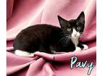 Adopt Pavy 122019 a All Black Domestic Shorthair (short coat) cat in Joplin