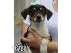 Adopt Gabby a Tricolor (Tan/Brown & Black & White) Blue Heeler / Australian