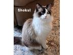 Adopt Shokul a Cream or Ivory (Mostly) Ragdoll (long coat) cat in Davis