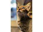 Adopt Audrey a Brown Tabby Domestic Shorthair / Mixed cat in Dallas