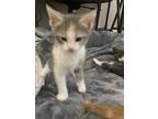 Adopt Shyla a Calico or Dilute Calico Calico / Mixed (short coat) cat in