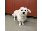 Adopt TIKI a Poodle, Parson Russell Terrier
