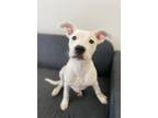 Adopt JULIA a Pit Bull Terrier, Mixed Breed