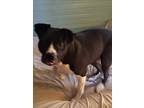 Adopt Macey a Black - with White American Pit Bull Terrier / Mixed dog in