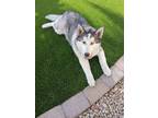 Adopt Milo a Black - with White Husky / Mixed dog in Glendale, AZ (41499798)