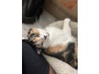 Adopt Kali a Calico or Dilute Calico Calico / Mixed (medium coat) cat in