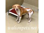 Adopt Gator #15350 a Tan/Yellow/Fawn - with White Beagle / Foxhound / Mixed dog