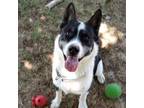 Adopt a White - with Black Border Collie / Mixed dog in Redding, CA (41499834)