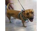 Adopt a Tan/Yellow/Fawn - with Black Pit Bull Terrier / Mixed dog in Redding