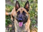 Adopt a Brown/Chocolate - with Black German Shepherd Dog / Mixed dog in Redding